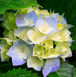 Meet your Posher, Judith